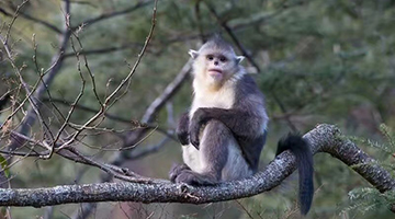香格里拉滇金丝猴国家公园